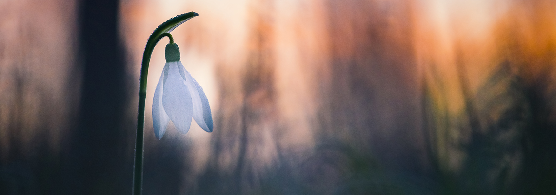 Anatomical Donations